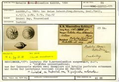 Karteikarte zum Syntyp von Rotalia novo-zelandica Karrer, 1864